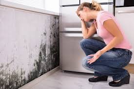 Best Commercial Mold Inspection in Pleasant Run Farm, OH